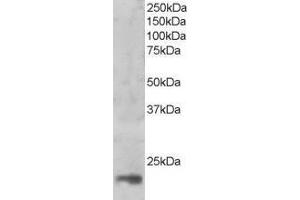 Western Blotting (WB) image for anti-Mago-Nashi Homolog (MAGOH) antibody (ABIN5902981) (MAGOH Antikörper)