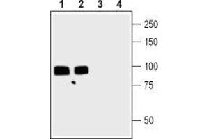 Western blot analysis of rat (lanes 1 and 3) and mouse (lanes 2 and 4) brain lysates:1,2.