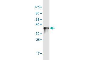 Western Blotting (WB) image for anti-Zinc Finger Protein 100 (ZNF100) (AA 99-206) antibody (ABIN1327221)
