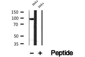 Western blot analysis of extracts of HeLa cells, using SECISBP2 antibody. (SECISBP2 Antikörper  (Internal Region))