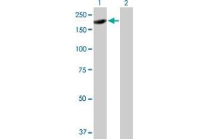 Western Blot analysis of ARHGAP20 expression in transfected 293T cell line by ARHGAP20 MaxPab polyclonal antibody.