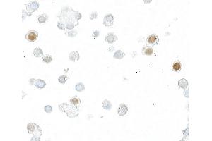 Immunocytochemistry (ICC) image for anti-DYKDDDDK Tag (Cleavage Site) antibody (ABIN7453373) (Rekombinanter DYKDDDDK Tag Antikörper  (Cleavage Site))
