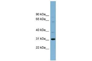 C22orf31 antibody used at 0. (C22orf31 Antikörper  (N-Term))