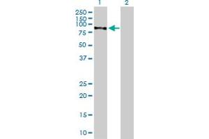 Western Blot analysis of CHML expression in transfected 293T cell line by CHML MaxPab polyclonal antibody.