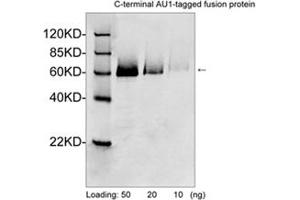 Western blot analysis of AU1 tagged fusion proteins expressed in E. (AU1 Epitope Tag Antikörper)
