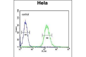 Flow cytometric analysis of Hela cells (right histogram) compared to a negative control cell (left histogram). (Clathrin Heavy Chain (CLTC) (AA 1019-1048) Antikörper)