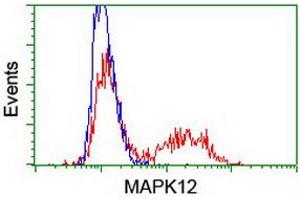 Flow Cytometry (FACS) image for anti-Mitogen-Activated Protein Kinase 12 (MAPK12) antibody (ABIN1499306)