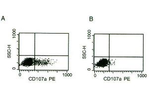 CD107a surface expression on activated NK cells: IL-2 activated NK are cultured 4 hours on coated anti-NKp46 monoclonal antibody (A) or on IgG2a isotypic control (B). (NCR1 Antikörper)