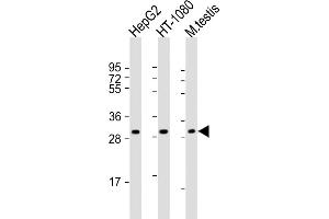 All lanes : Anti-ZT3 Antibody (Center) at 1:8000 dilution Lane 1: HepG2 whole cell lysate Lane 2: HT-1080 whole cell lysate Lane 3: mouse testis lysate Lysates/proteins at 20 μg per lane. (ZMAT3 Antikörper  (AA 170-204))