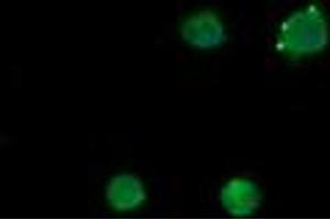 Image no. 2 for anti-Mdm4-binding Protein (MDM4) antibody (ABIN1499353) (MDM4-binding Protein Antikörper)