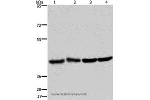 Western blot analysis of Human fetal liver and brain tissue, 293T and Hela cell, using DRG1 Polyclonal Antibody at dilution of 1:350 (DRG1 Antikörper)