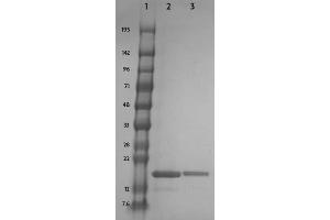 Recombinant Histone H3 acetyl Lys23 analyzed by SDS-PAGE gel.