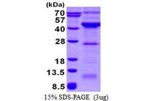 Vacuolar Protein Sorting-Associated Protein 26A (VPS26A) (AA 1-327) protein (His tag)