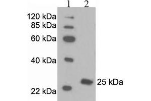 Western Blotting (WB) image for anti-Peroxiredoxin 6 (PRDX6) antibody (ABIN2576847) (Peroxiredoxin 6 Antikörper)