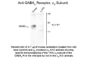 Western Blot of Anti-GABA(A) Receptor alpha 6 (Rabbit) Antibody - 600-401-D48 Western Blot of Rabbit anti-GABA(A) Receptor alpha 6 antibody.
