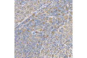 Immunohistochemistry of paraffin-embedded rat spleen using Caspase-3 Rabbit pAb (ABIN6134639, ABIN6137978, ABIN6137979 and ABIN6215159) at dilution of 1:100 (40x lens). (Caspase 3 Antikörper  (AA 1-100))