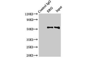 Immunoprecipitating ERG in Rat heart tissue Lane 1: Rabbit control IgG (1 μg) instead of ABIN7172771 in Rat heart tissue. (ERG Antikörper  (AA 1-486))