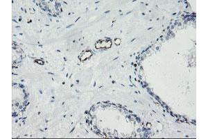 Image no. 1 for anti-Platelet/endothelial Cell Adhesion Molecule (PECAM1) antibody (ABIN1497242) (CD31 Antikörper)