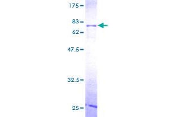 RBMS1 Protein (AA 1-403) (GST tag)