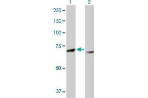Western Blot analysis of RPS6KA3 expression in transfected 293T cell line by RPS6KA3 MaxPab polyclonal antibody. (RPS6KA3 Antikörper  (AA 1-740))
