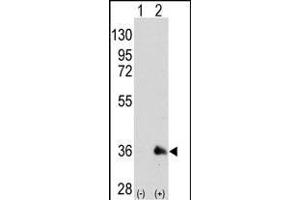 Western blot analysis of SOX2 (arrow) using mouse monoclonal SOX2 antibody (ABIN387798 and ABIN2843854). (SOX2 Antikörper)