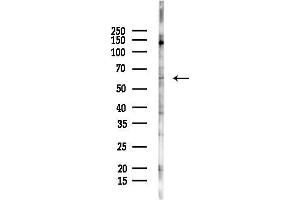 anti-Glypican 5 (GPC5) (Internal Region) antibody
