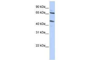 SLC26A10 antibody used at 0. (SLC26A10 Antikörper  (N-Term))