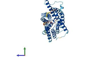 AlphaFold protein structure predicition of Mouse Recombinant Slc35d2 Protein, UniprotID Q762D5
