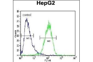 HEXA Antibody (Center) (ABIN652263 and ABIN2841133) flow cytometric analysis of HepG2 cells (right histogram) compared to a negative control cell (left histogram). (Hexosaminidase A Antikörper  (AA 315-343))