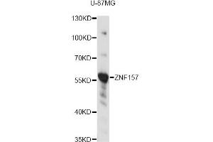Western blot analysis of extracts of U-87MG cells, using ZNF157 antibody (ABIN6292441) at 1:3000 dilution.