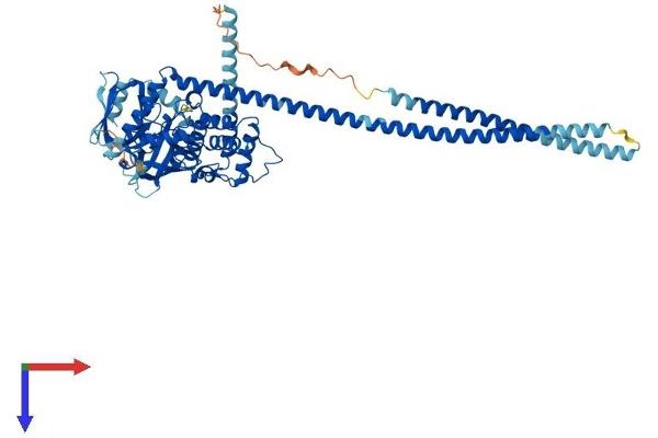 Merlin Protein (AA 1-596) (His tag)