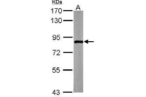 ZER1 Antikörper  (C-Term)