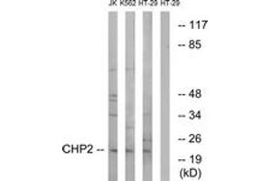 Western blot analysis of extracts from HT-29/K562/Jurkat cells, using CHP2 Antibody. (Chp2 Antikörper  (AA 101-150))