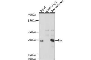 Immunofluorescence analysis of A-549 using [KO Validated] Bax Rabbit mAb (ABIN7265855) at dilution of 1:200 (40x lens). (BAX Antikörper)