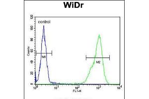 Flow cytometric analysis of WiDr cells (right histogram) compared to a negative control cell (left histogram). (TPPP3 Antikörper  (C-Term))