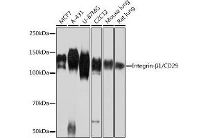 Western blot analysis of extracts of various cell lines, using Integrin-β1/CD29 antibody (ABIN7267926) at 1:1000 dilution. (ITGB1 Antikörper)