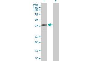 Western Blot analysis of BDH1 expression in transfected 293T cell line by BDH1 MaxPab polyclonal antibody. (BDH1 Antikörper  (AA 1-343))