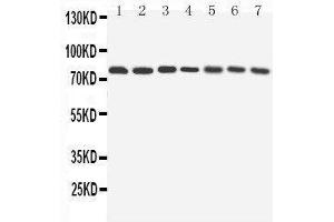 Western Blotting (WB) image for anti-ATG7 Autophagy Related 7 (ATG7) (AA 652-669), (C-Term) antibody (ABIN3042570) (ATG7 Antikörper  (C-Term))