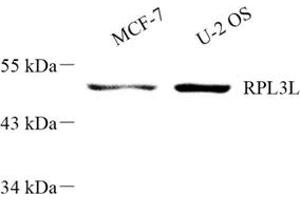Western blot analysis of RPL3L (ABIN7075437) at dilution of 1: 300 (RPL3L Antikörper)
