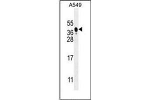 Western Blotting (WB) image for anti-BCL2/adenovirus E1B 19kDa Interacting Protein 3-Like (BNIP3L) (AA 59-89), (Middle Region) antibody (ABIN950671)