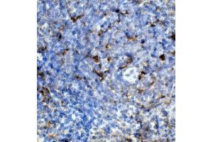 IHC analysis of Ccr2 using anti-Ccr2 antibody (ABIN7602745). (CCR2 Antikörper  (C-Term))