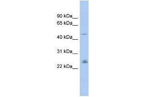 WB Suggested Anti-DMRT3 Antibody Titration: 0. (DMRT3 Antikörper  (Middle Region))