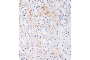 Immunohistochemical analysis of A on paraffin-embedded human kidney tissue was performed on the Leica®BOND RXm.