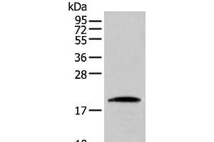 Western blot analysis of HEPG2 cell using CNPY2 Polyclonal Antibody at dilution of 1:300 (CNPY2/MSAP Antikörper)