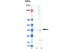 Western Blot analysis of : Lane 1: MW Marker, Lane 2: HeLa lysate, , Lane 3: HeLa S100 fraction, . (Proteasome 19S Rpt3/S6b Subunit Antikörper)