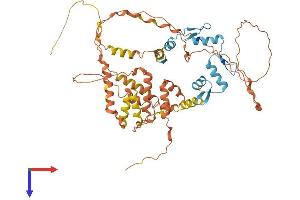 ZBTB7B Protein (AA 1-539) (His tag)