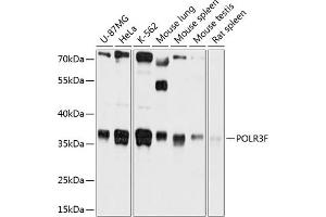 Western blot analysis of extracts of various cell lines, using POLR3F antibody (ABIN6130900, ABIN6145940, ABIN6145941 and ABIN6215833) at 1:1000 dilution. (POLR3F Antikörper  (AA 1-220))