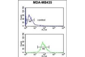 ISLR Antibody (C-term) (ABIN651071 and ABIN2840058) flow cytometric analysis of MDA-M cells (bottom histogram) compared to a negative control cell (top histogram). (ISLR Antikörper  (C-Term))