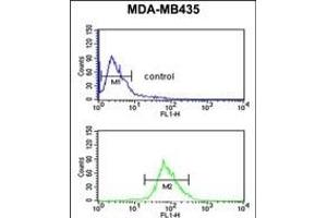 Flow Cytometry (FACS) image for anti-Immunoglobulin Superfamily Containing Leucine Rich Repeat Protein (ISLR) (AA 333-362), (C-Term) antibody (ABIN651071)