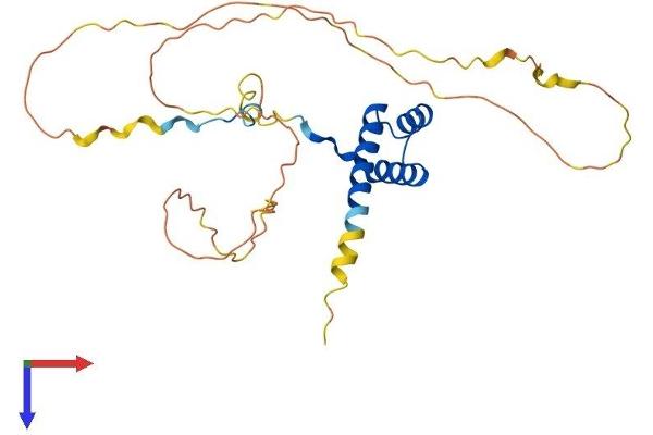 HOXA5 Protein (AA 1-270) (His tag)